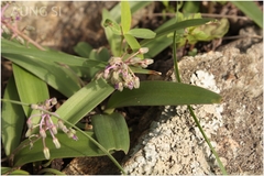 Scilla hyacinthina